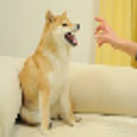 Feisty Doge NFT