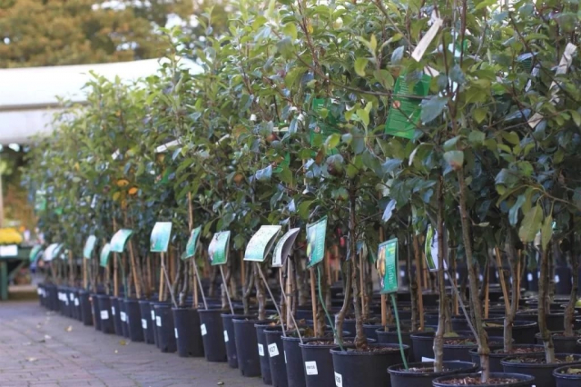 In Russia released a new cryptocurrency for the purchase of trees